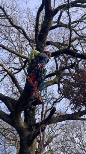 Elagage d'un chene sur la commune de Bonnegarde, Amou, JLD ESPACES VERTS