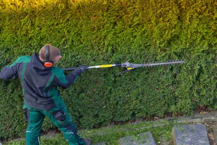 Quand tailler les haies thuyas ?, Amou, JLD ESPACES VERTS